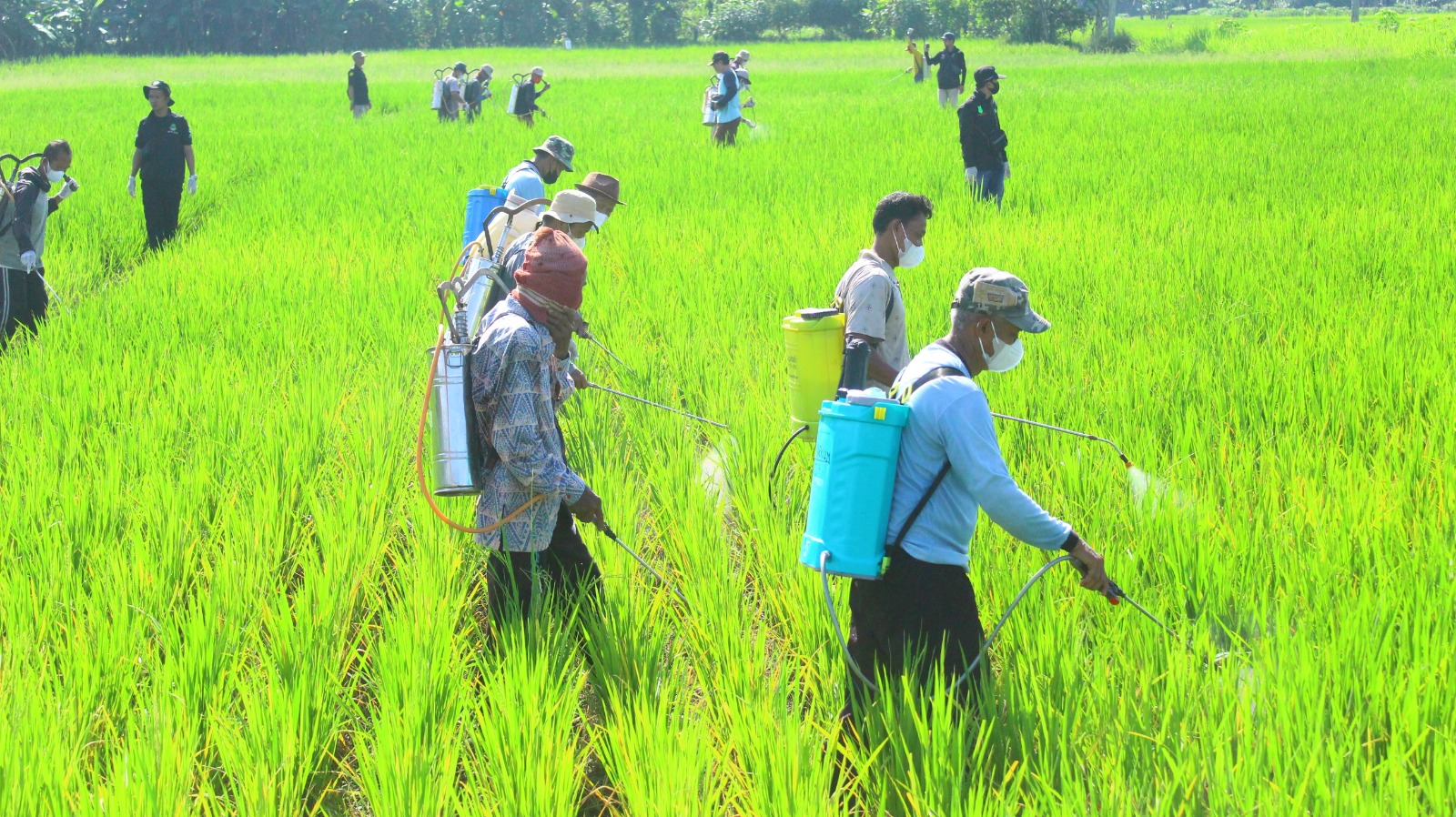 Gerakan Penyemprotan Massal Ha...